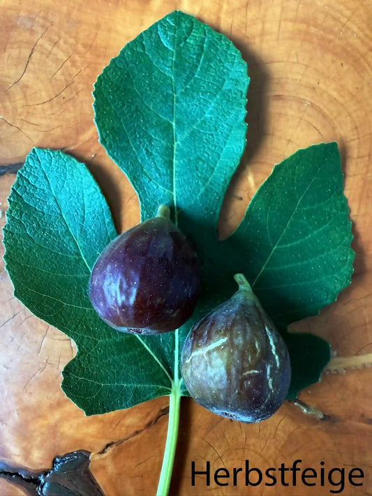 Feigenbaum - Blue Celeste