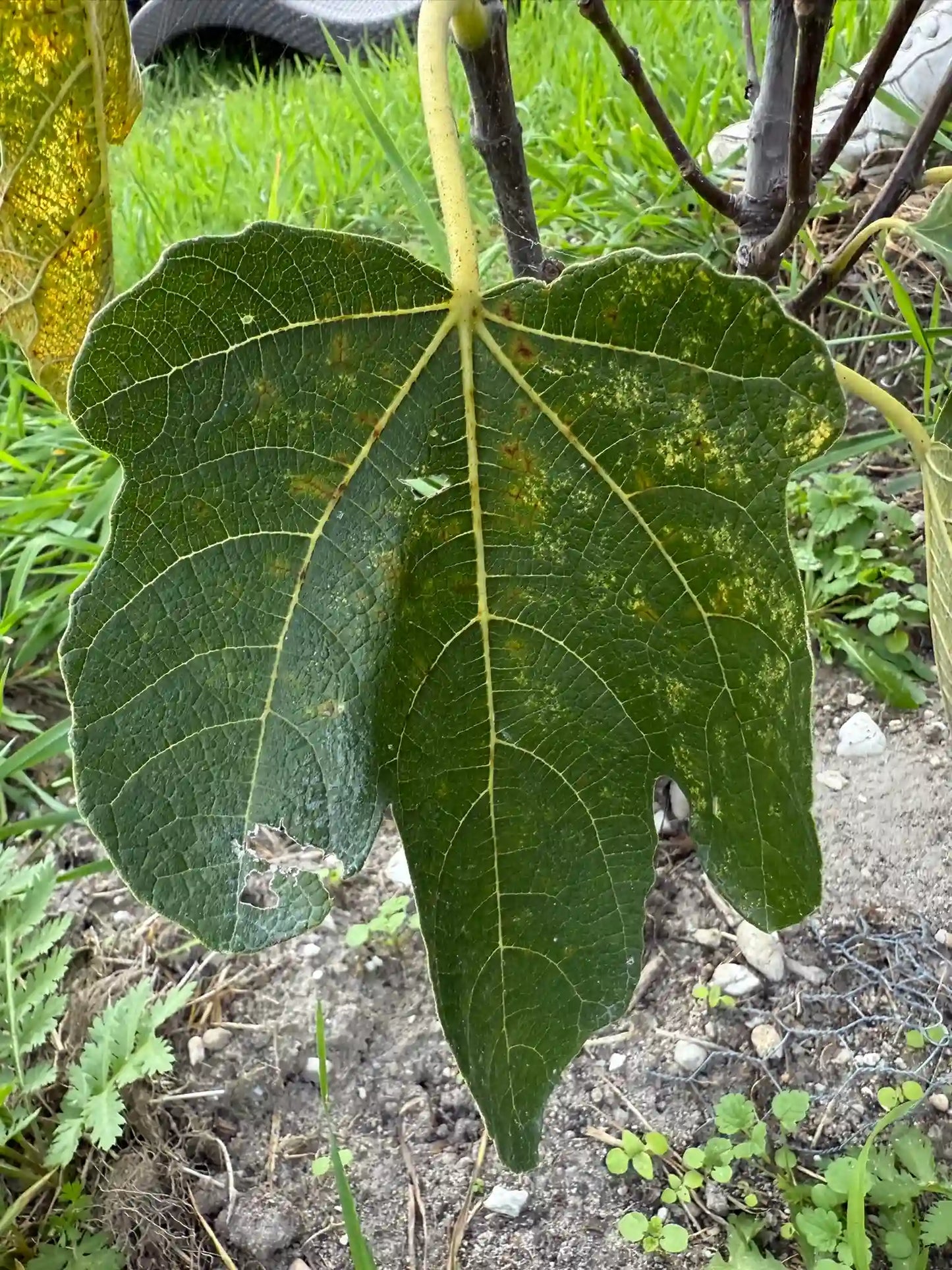 Feigenbaum - Brogiotto Nero