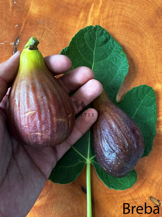 Feigenbaum - Brown Turkey