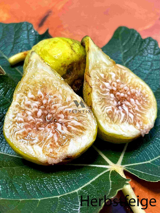 Feigenbaum - Calabacita