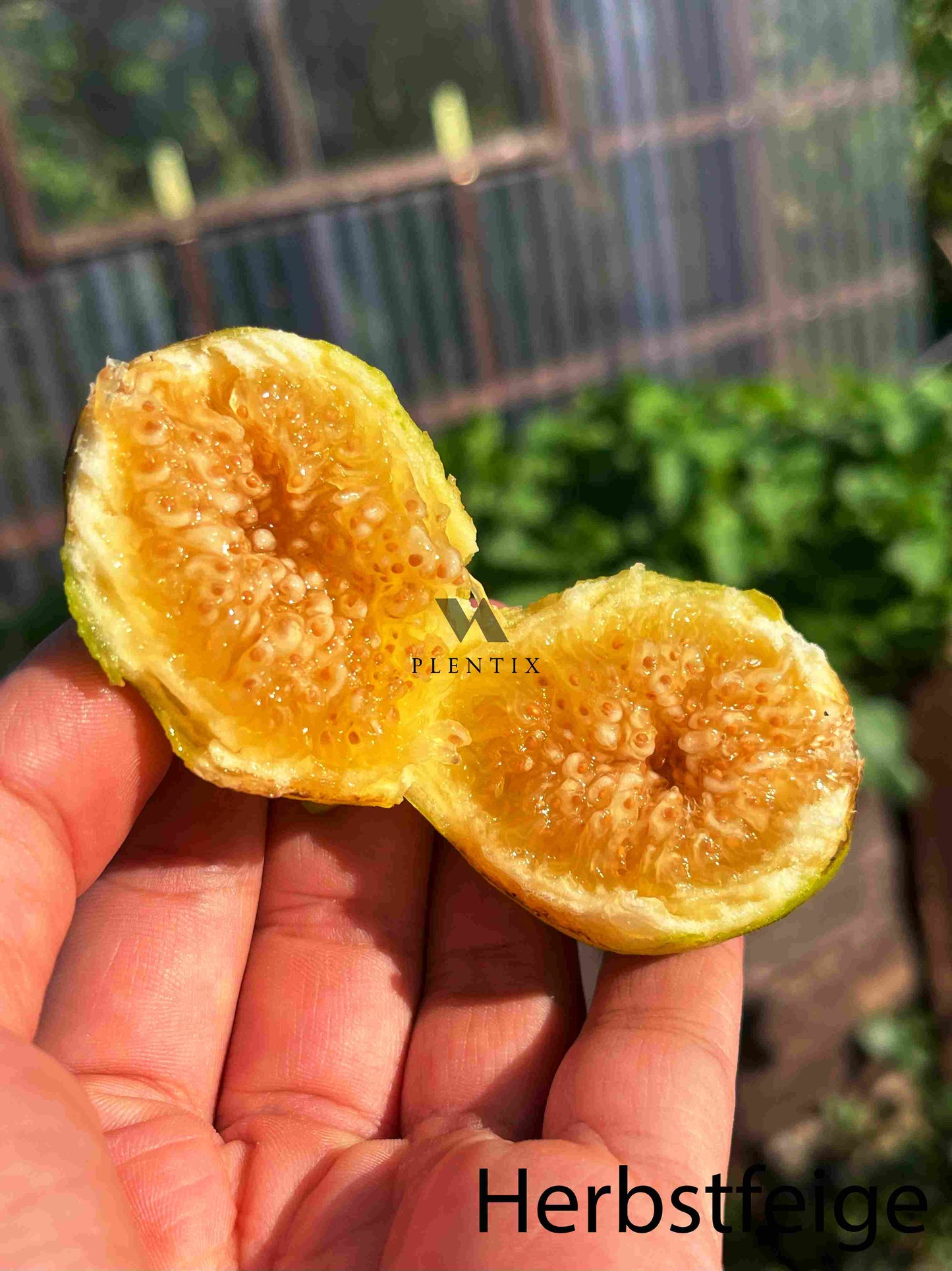 Calabacita
