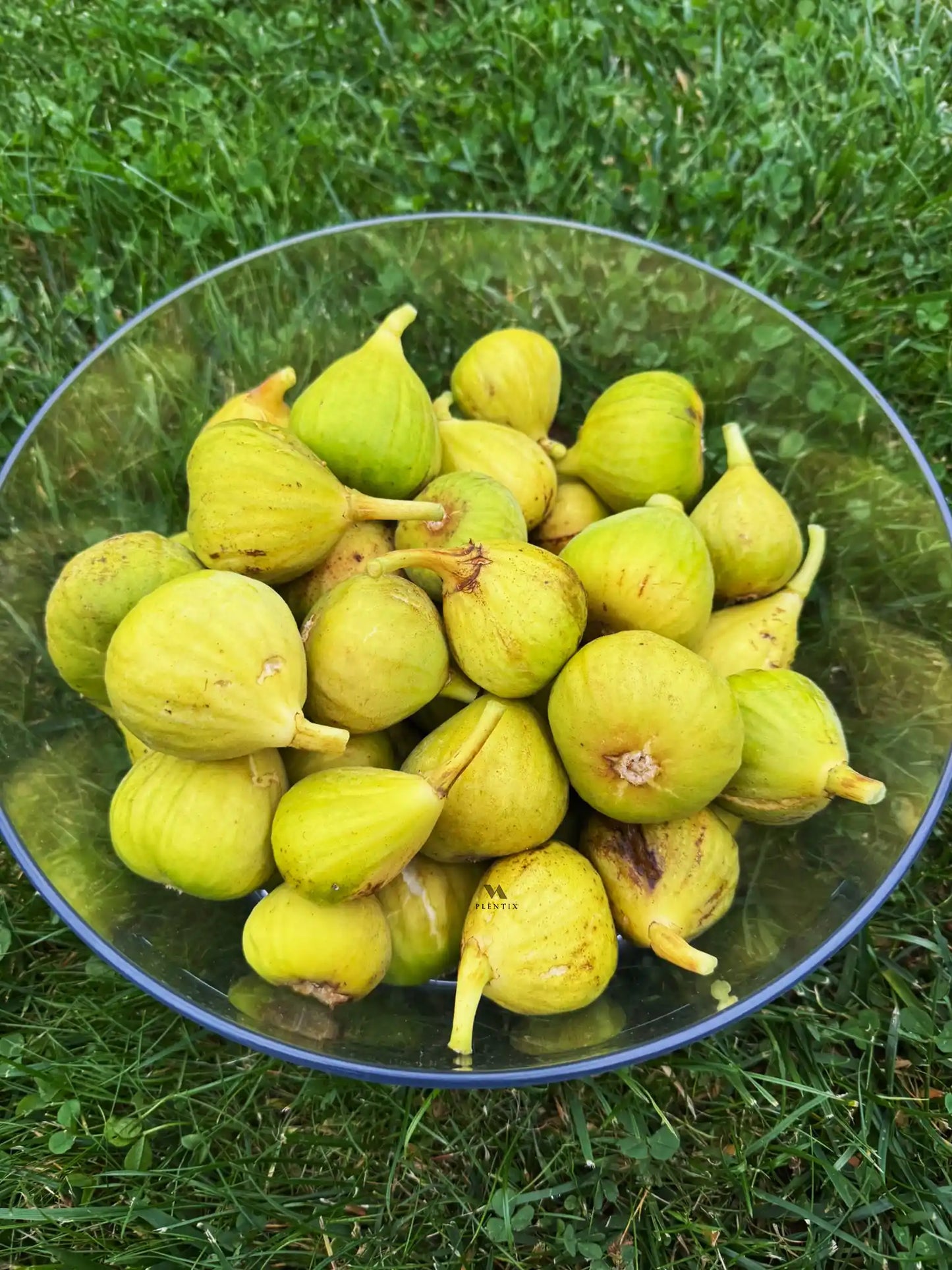 Feigenbaum - Calabacita