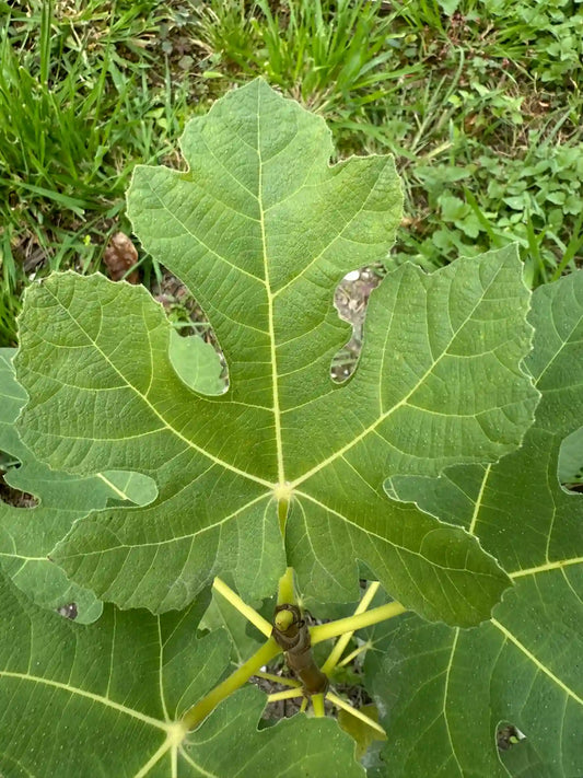 Feigenbaum - Campaniere