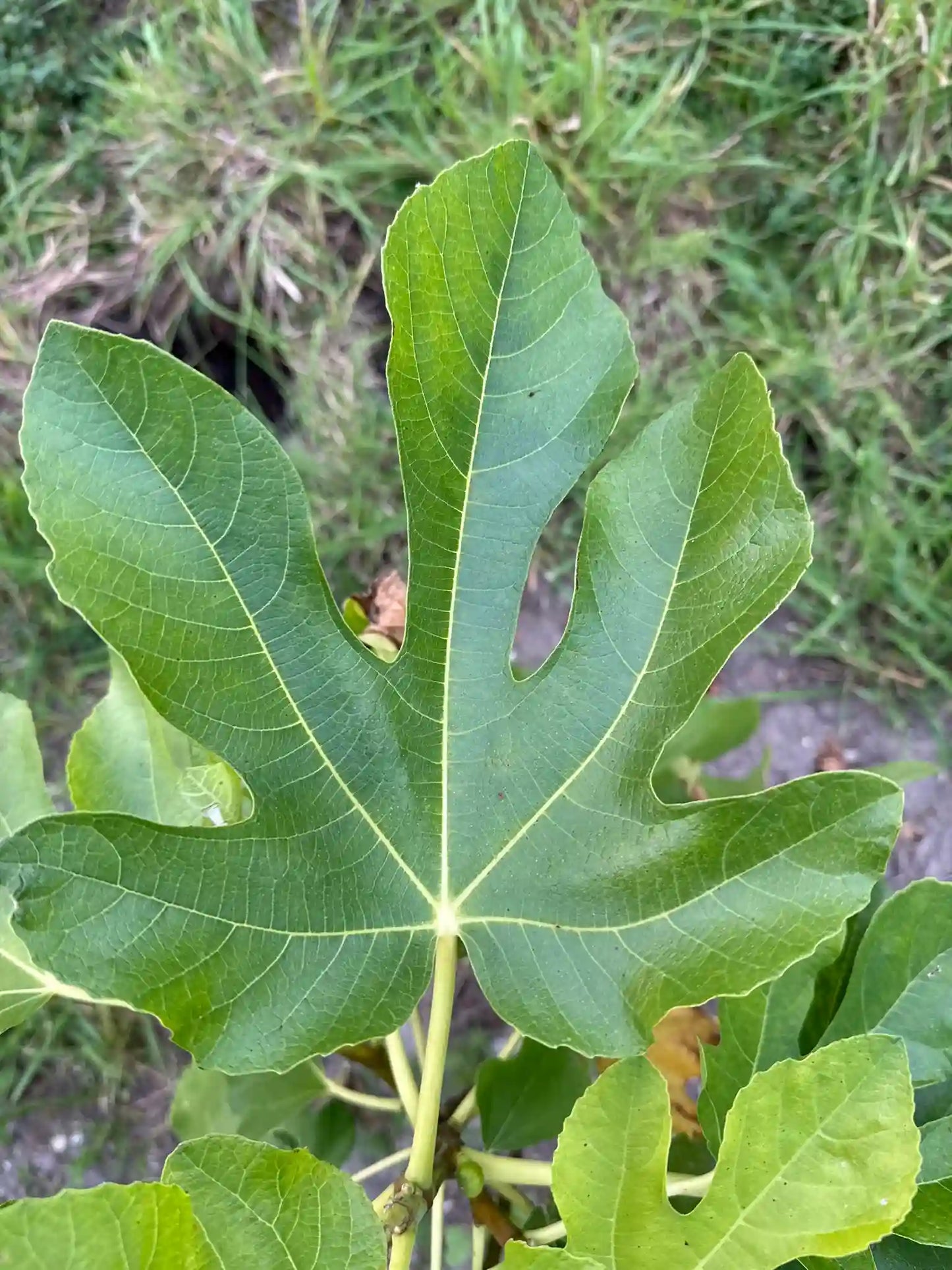 Conadria