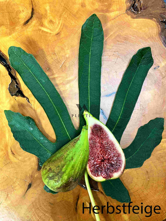 Feigenbaum - Dalmatie