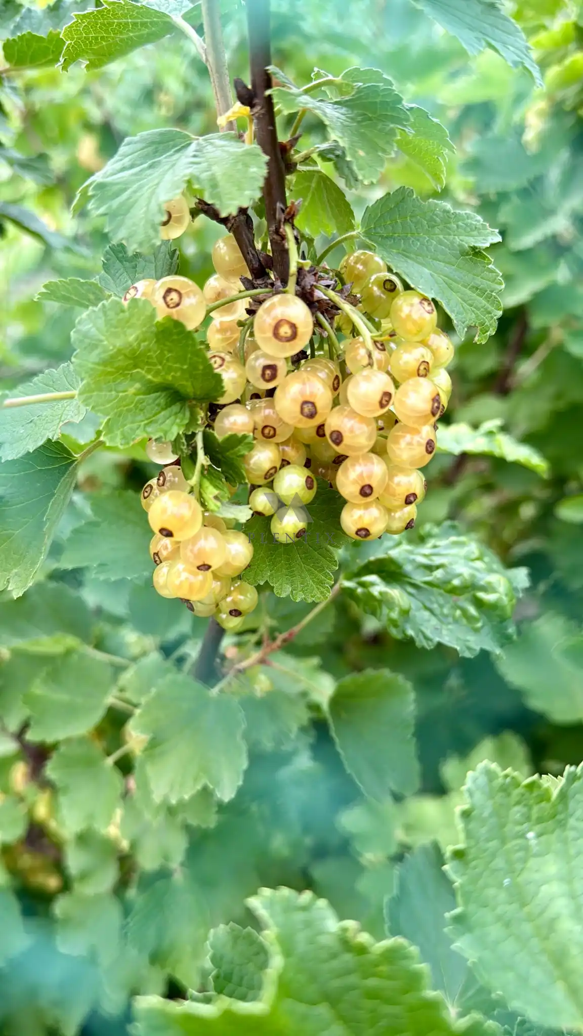 Johannisbeere - Gelb