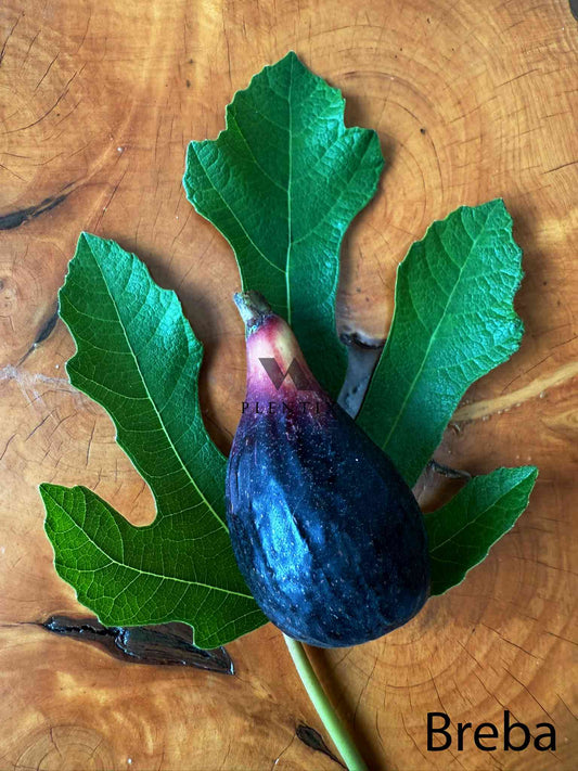 Feigenbaum - Figalitty