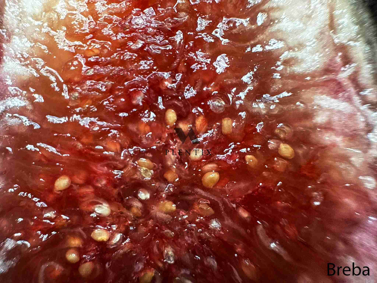 Feigenbaum - Figalitty