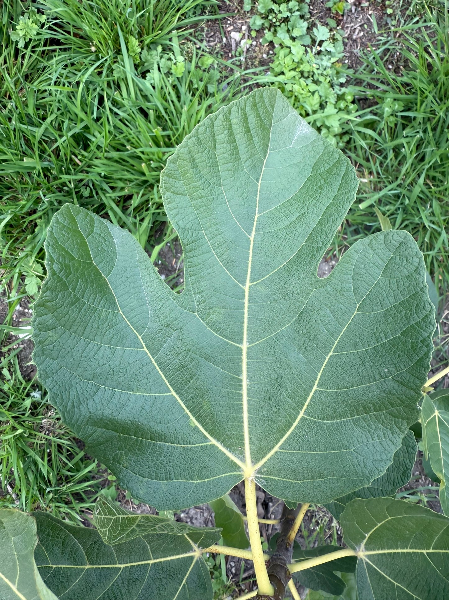Feigenbaum - Hardy Chicago
