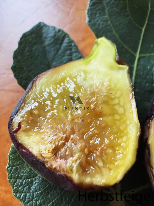 Feigenbaum - PX - Miel du Ciel