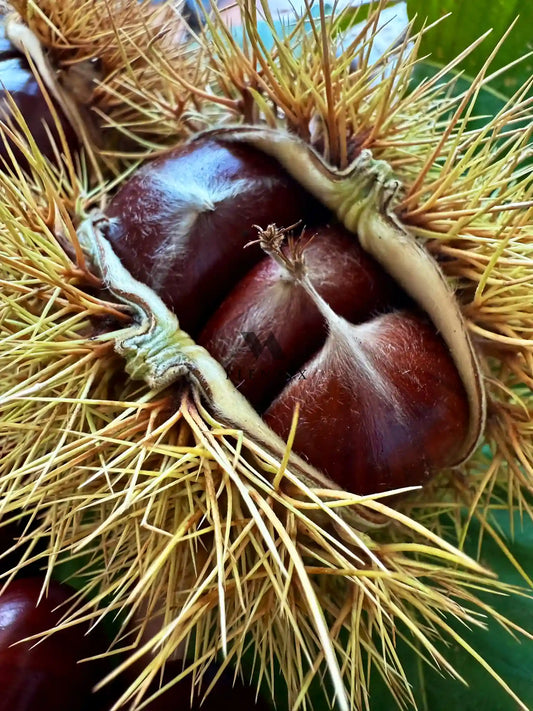 Esskastanie - PX - Big Baron