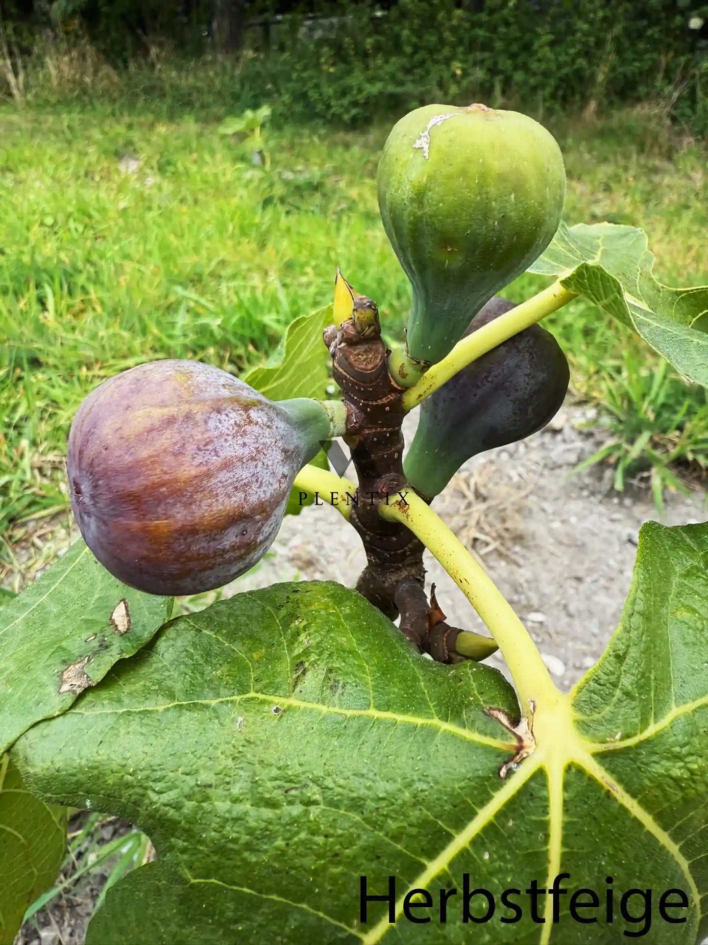 Feigenbaum - Col de dame Roja