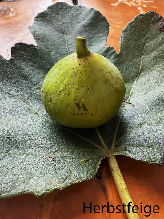 Feigenbaum - LSU Gold