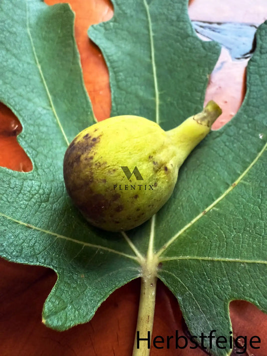 Feigenbaum - Michurinska-Green
