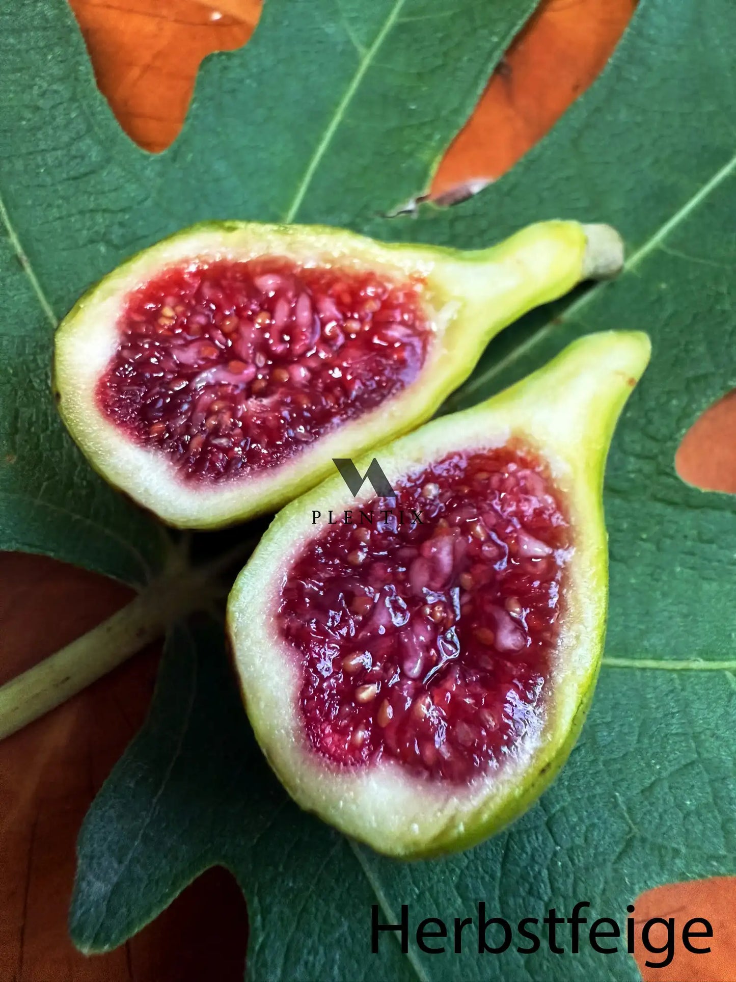 Feigenbaum - Michurinska-Green