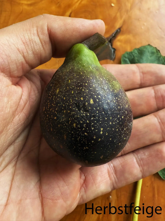 Feigenbaum - Brunswick v.V.