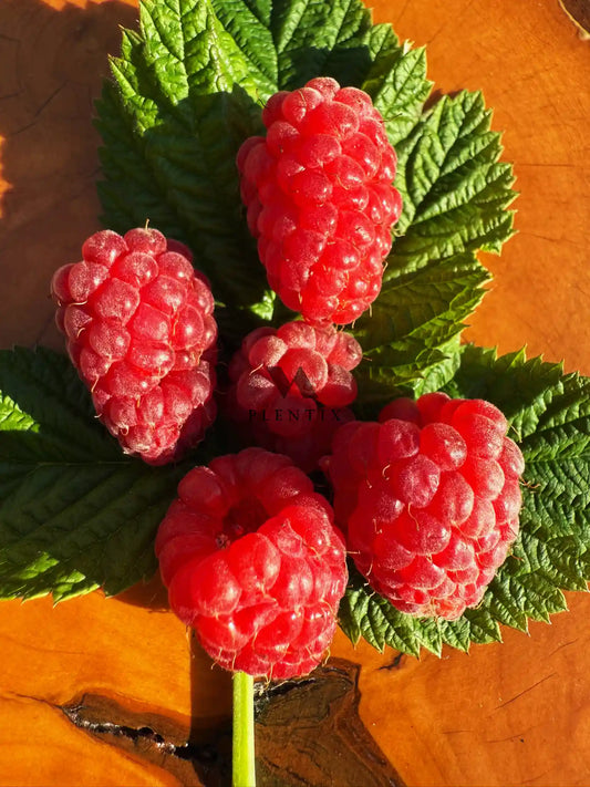 Sommerhimbeere - Tulameen