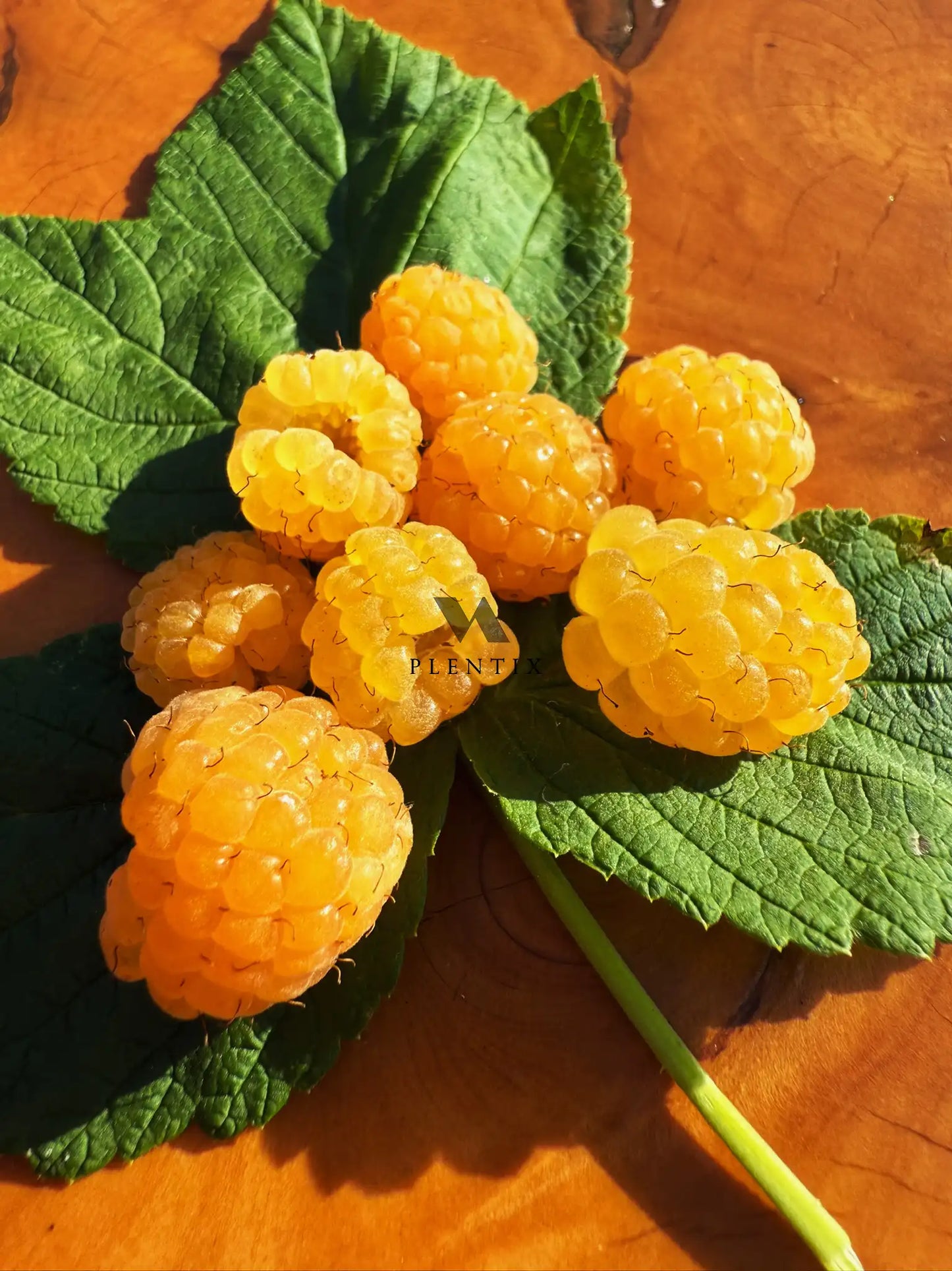 Herbsthimbeere - Fallgold