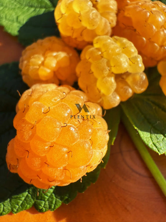 Herbsthimbeere - Fallgold