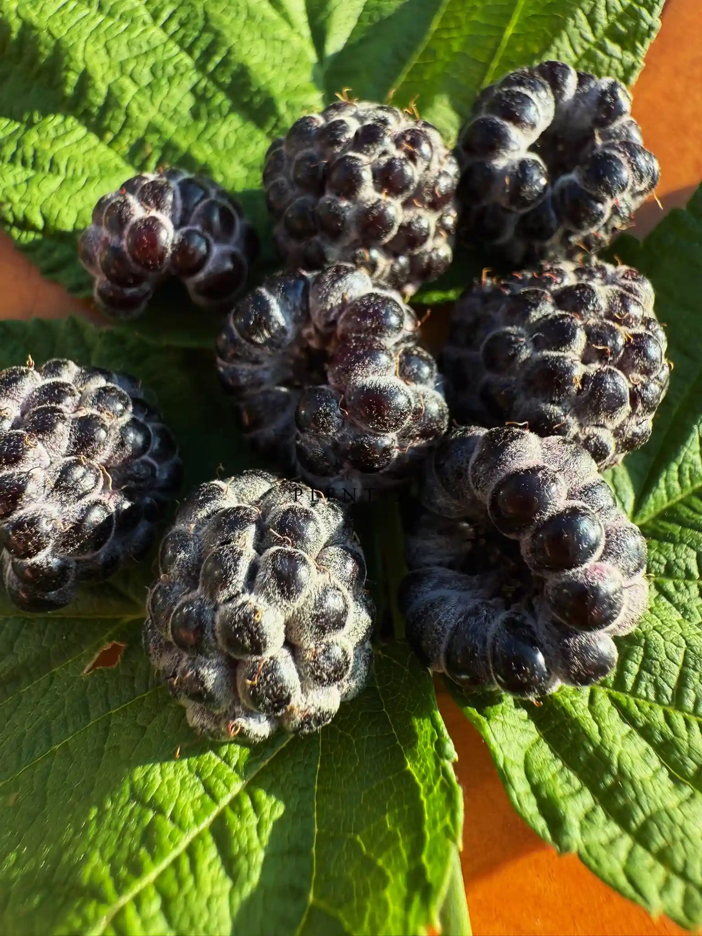 Sommerhimbeere - Black Jewel