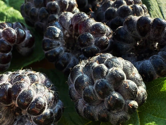 Sommerhimbeere - Black Jewel