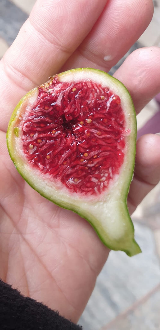 Feigenbaum - Col de dame Blanc