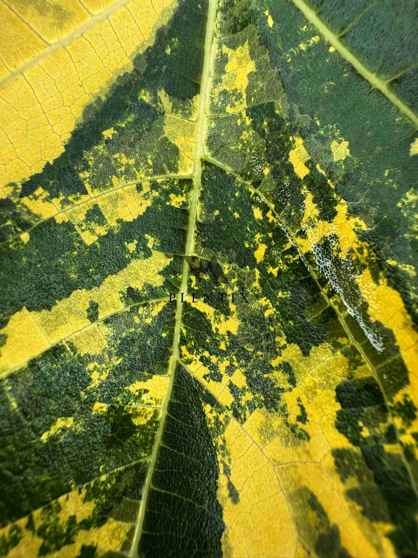 Jolly Tiger Variegata