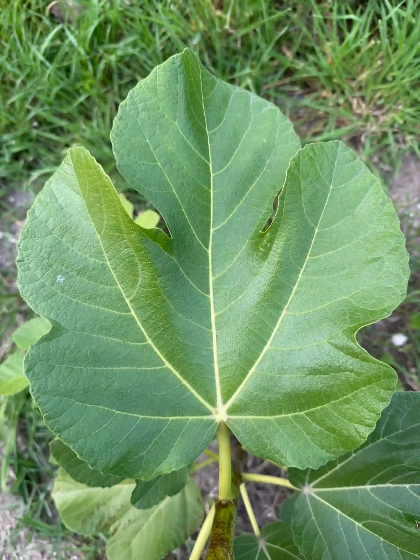 Feigenbaum - JH Adriatic