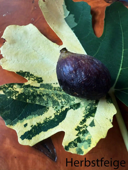 Feigenbaum - Jolly Tiger Variegata