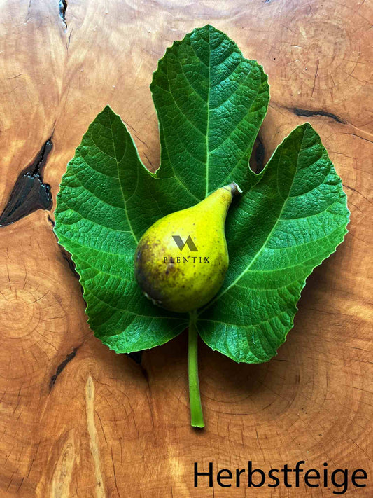 Feigenbaum - Kadota / Dottato