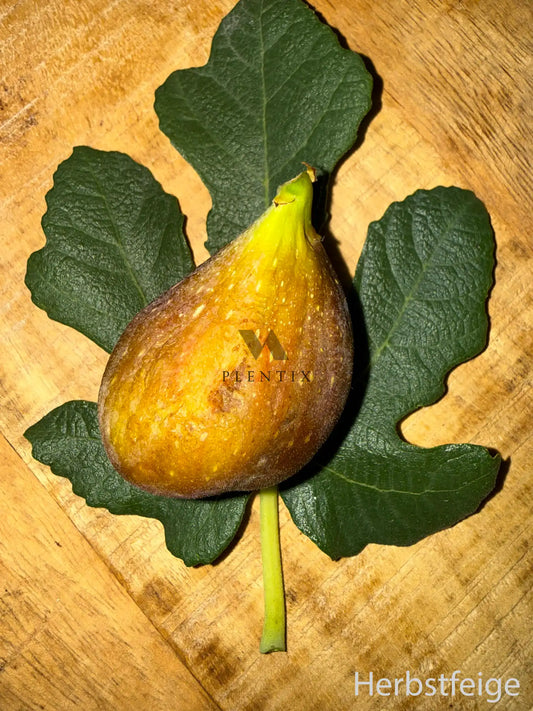 Feigenbaum - Longue d'Aout