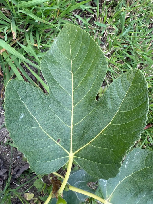 Feigenbaum - LSU Improved Celeste