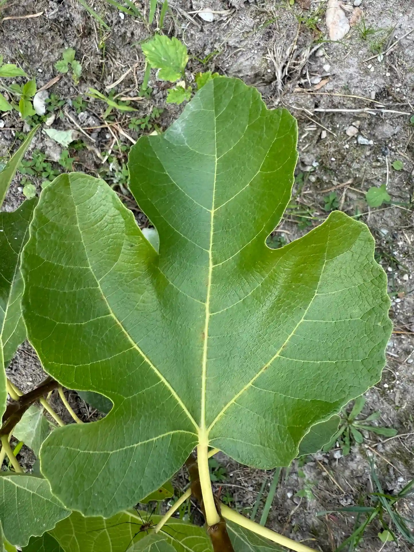 Feigenbaum - LSU Scott's Black