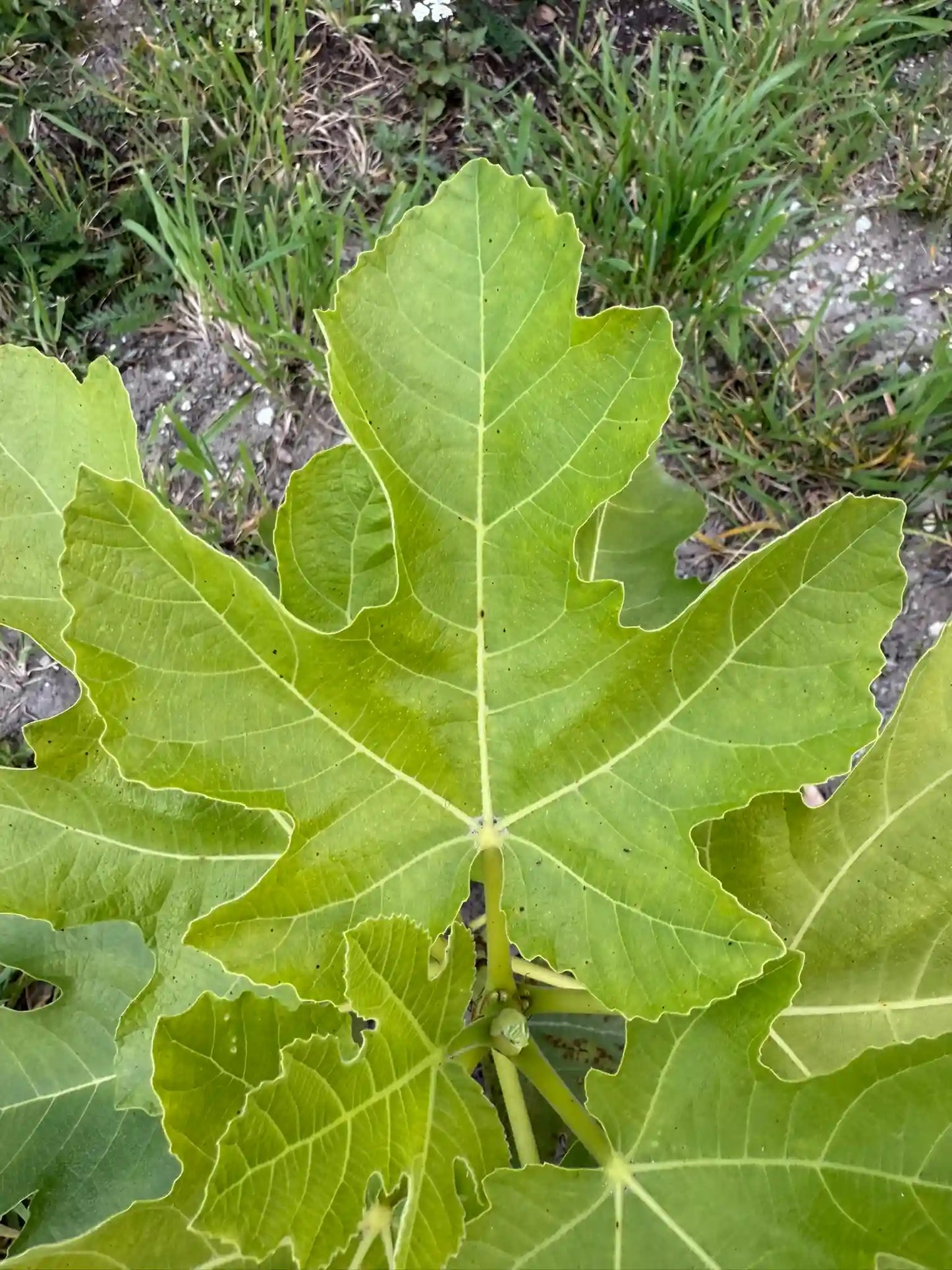Feigenbaum - LSU Champagne