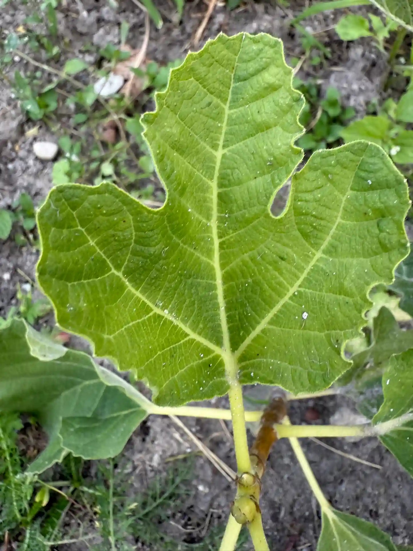 Feigenbaum - LSU Golden Celeste