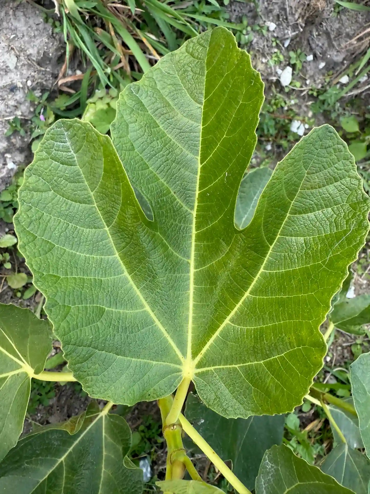 Feigenbaum - LSU Strawberry