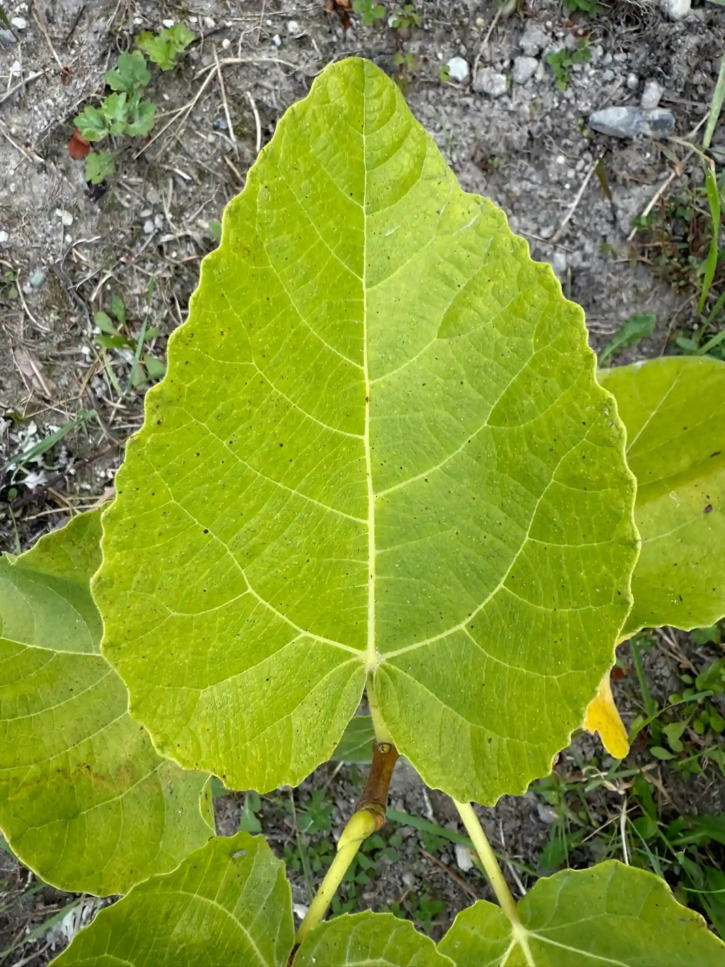 Feigenbaum - LSU Tiger