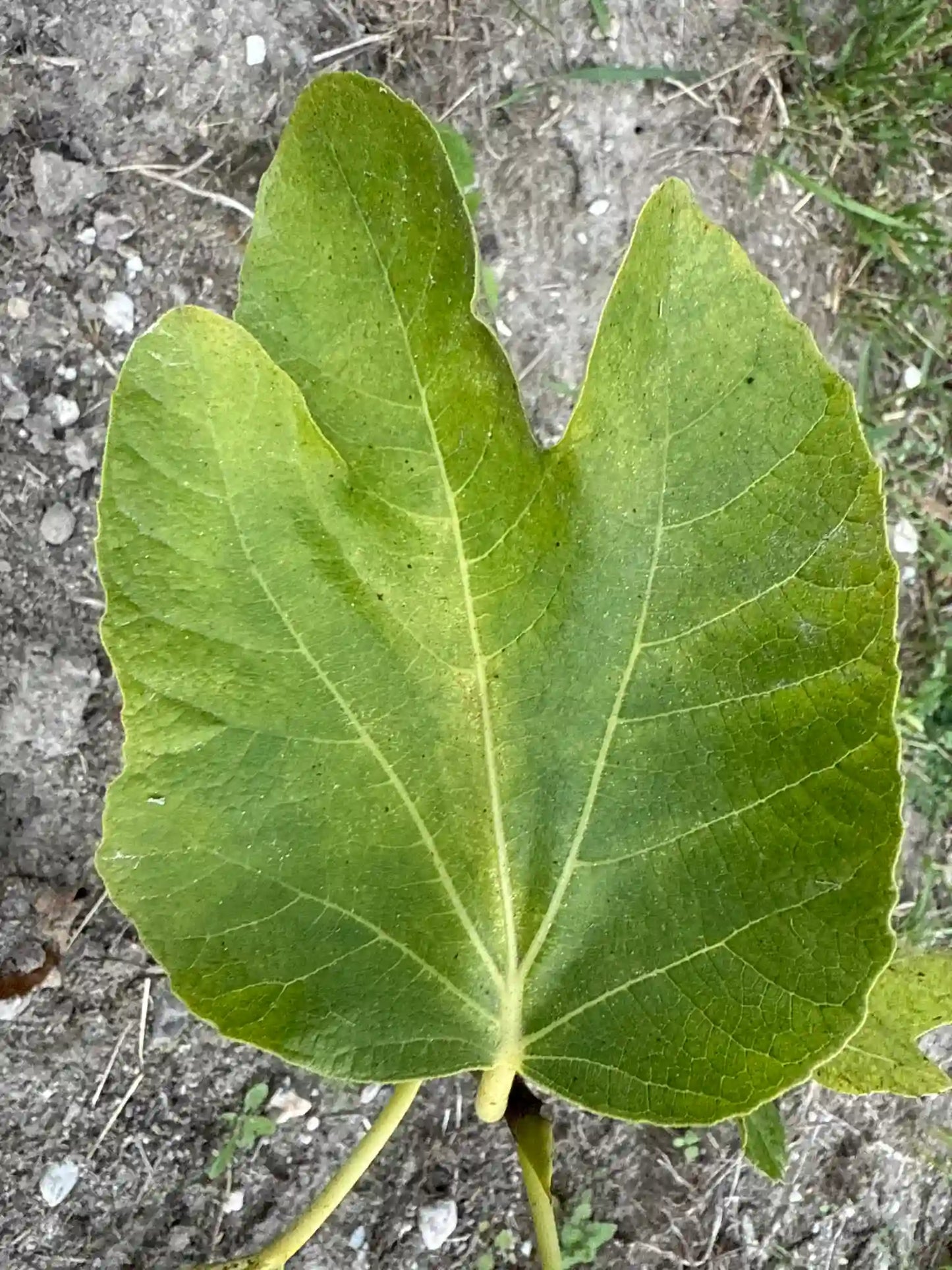 Labritja