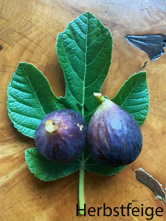 Feigenbaum - Michurinska-10