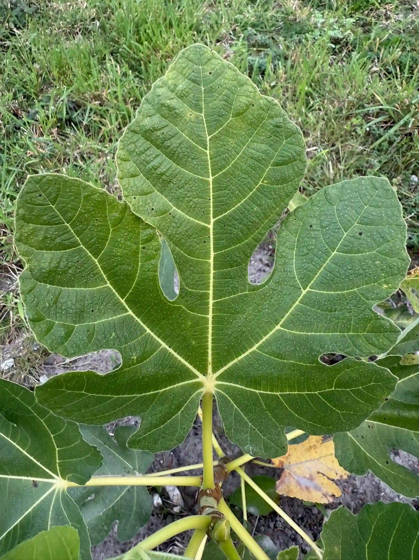 Feigenbaum - Manice