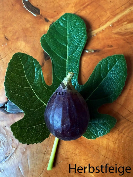 Feigenbaum - Martinsfeige