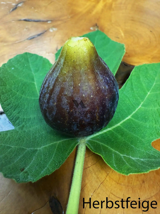 Feigenbaum - Montfavet