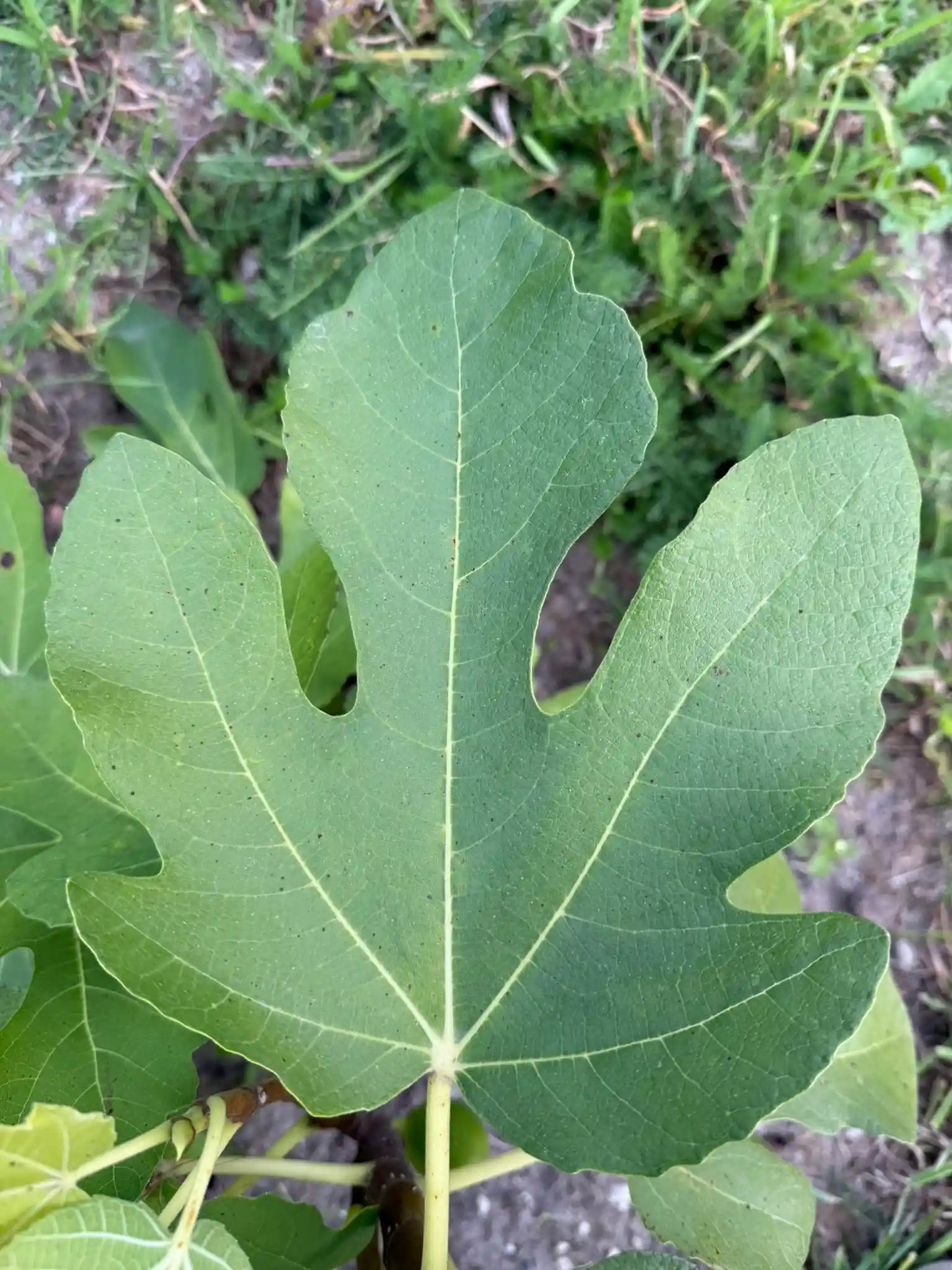 Feigenbaum - Obersöllbach
