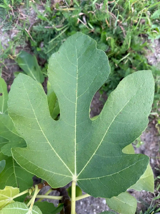 Feigenbaum - Obersöllbach