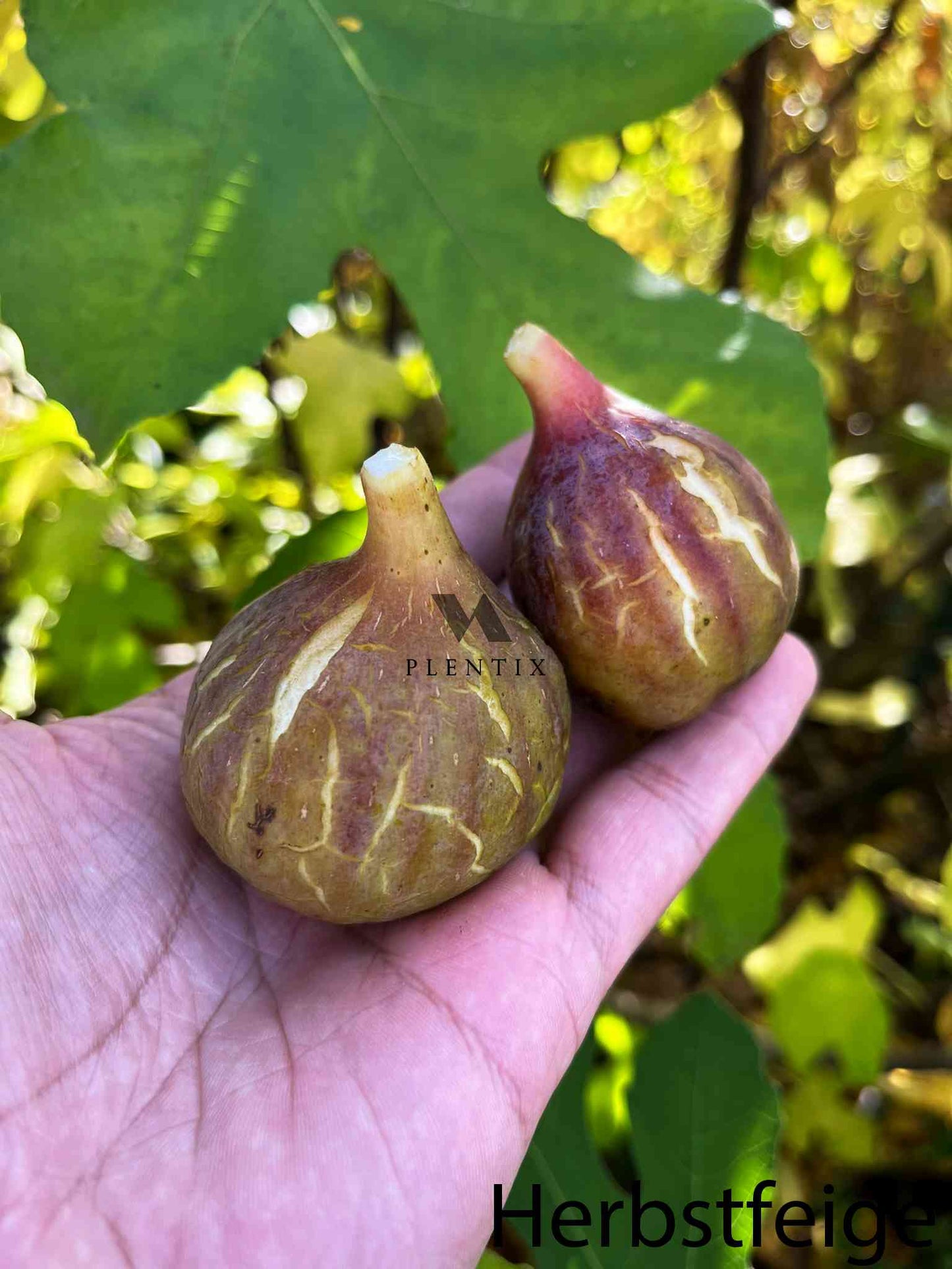 Feigenbaum - Osborne Prolific