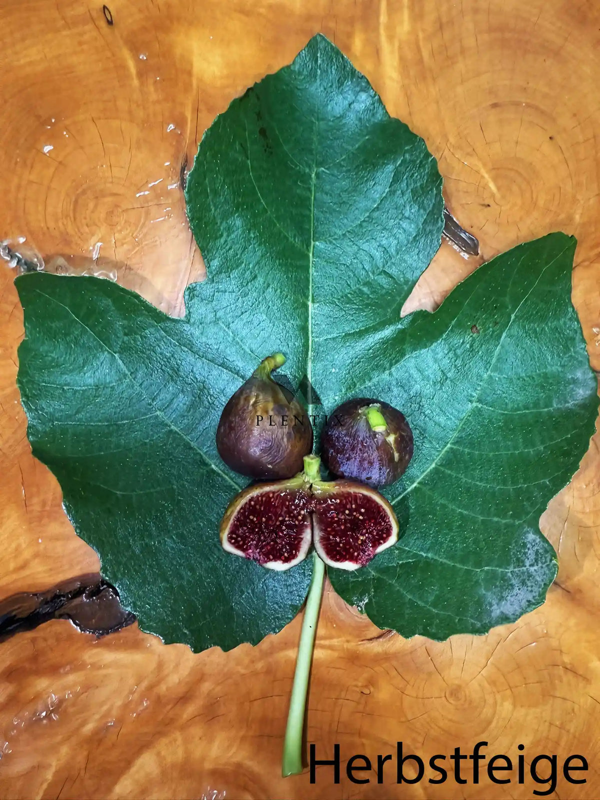 Feigenbaum - PX - Grise du Cœur Rouge
