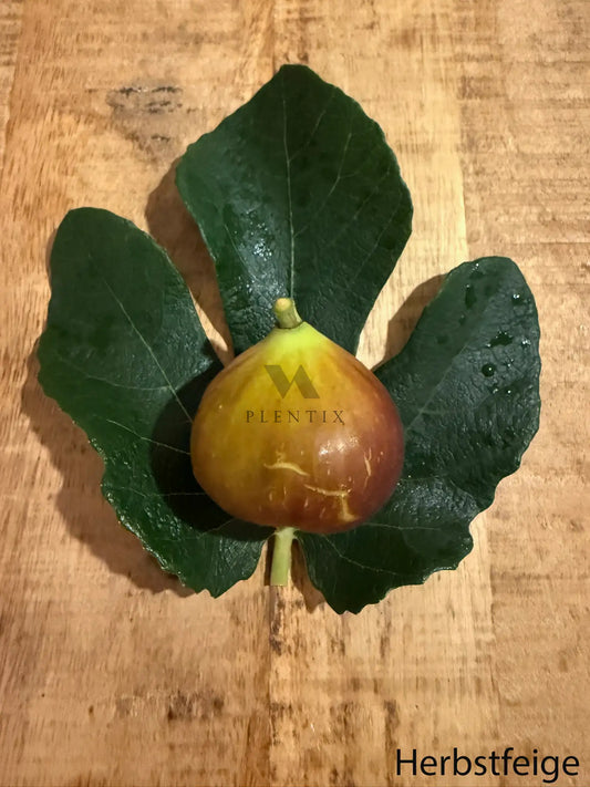 Feigenbaum - PX - Miel du Ciel