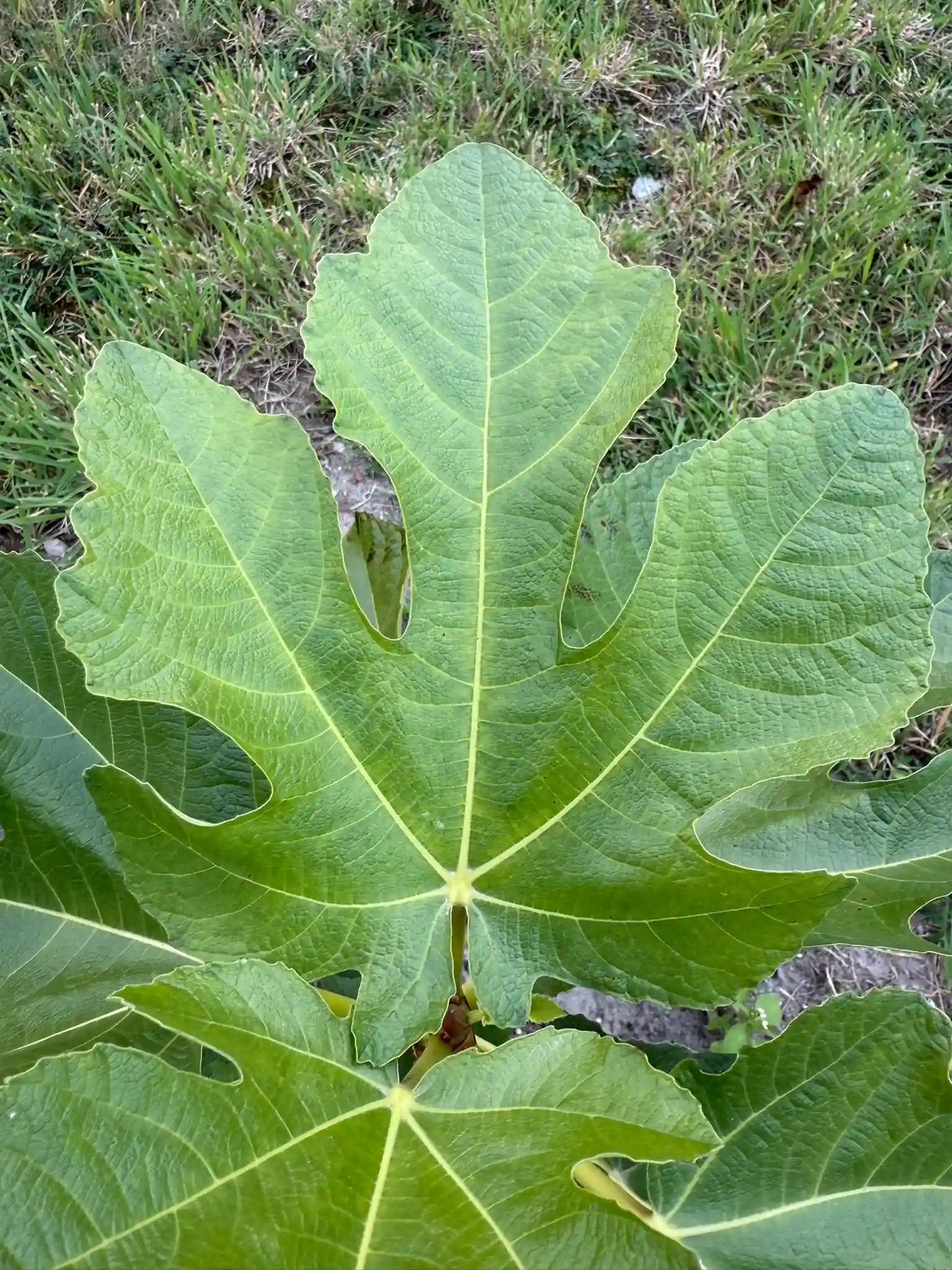 Paratjal Rimada