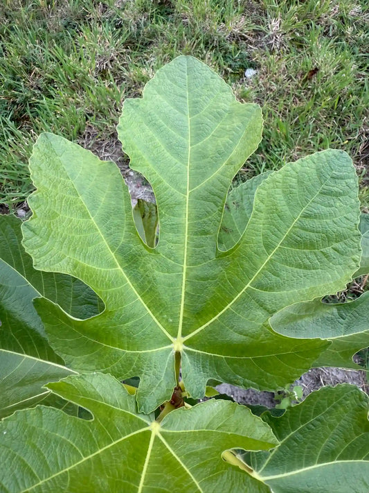 Feigenbaum - Paratjal Rimada