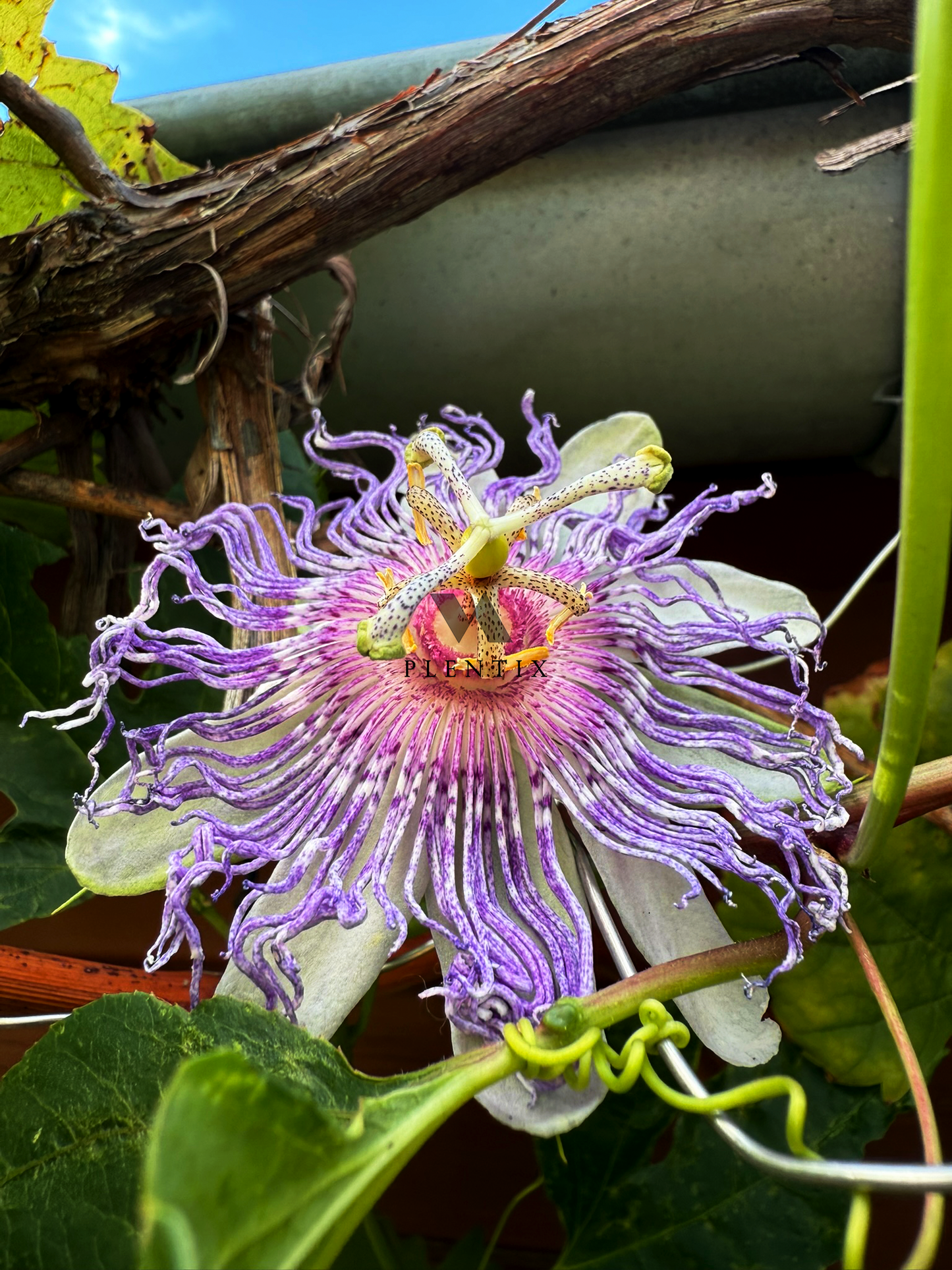 Essbare Passiflora incarnata - Lila